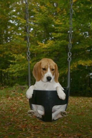 Abby in a Swing