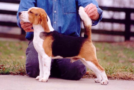 Can. Am. Ch. Shillington Subwoofer - Woofie, shown by Jon Woodring