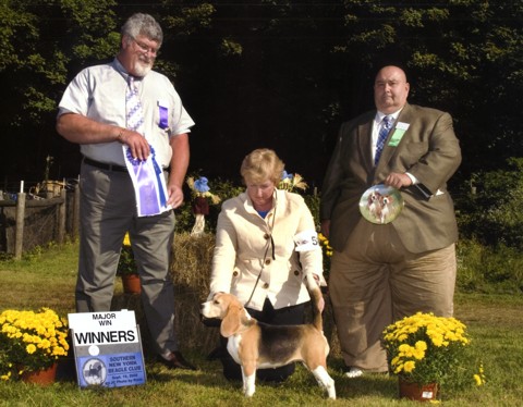 Carly winning Winners Female 15 inch at the Southern New York Beagle Specialty