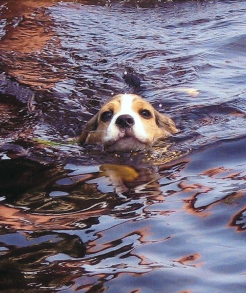 Seymour swimming at about 9 weeks