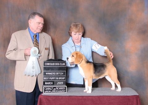 Fancy winning winners bitch and Best Puppy in Group