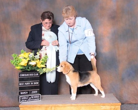 Can. Thai Ch. Shillington Summer Love - Fancy winning Best Puppy in Show in Truro