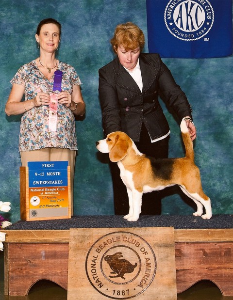 Ch. Shillington Soft Spot - Softie winning puppy sweepstakes at the National Specialty