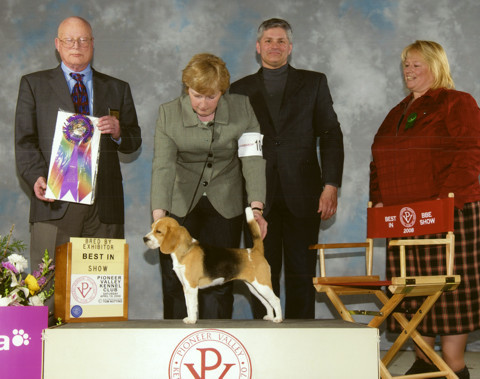 Minnie - Ch. Shillington Serendipity, winning Best Bred By Exhibitor in Show in Springfield