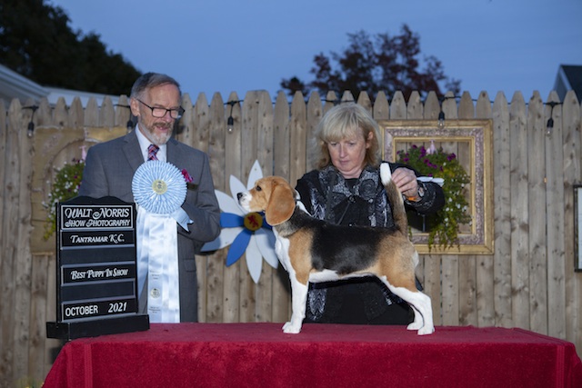 Dancer winning Best Puppy in Show at Tantramar