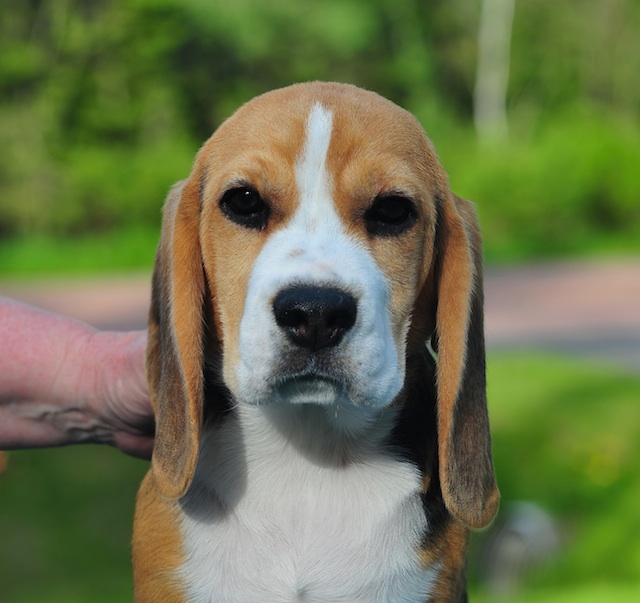 Bea- head shot