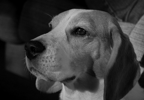 Can. Am. Ch. Shillington Subwoofer, Woofie at 7 years.