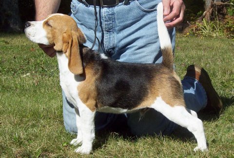 Bucky pictured at 4 months.