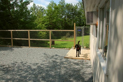 A happy boarder enjoying our exercise yard