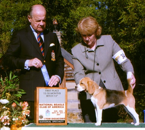 Minnie, winning her class at the 2007 Beagle National