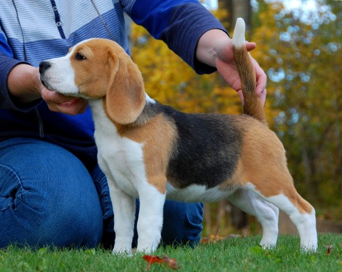 Softie, the Beagle Puppy