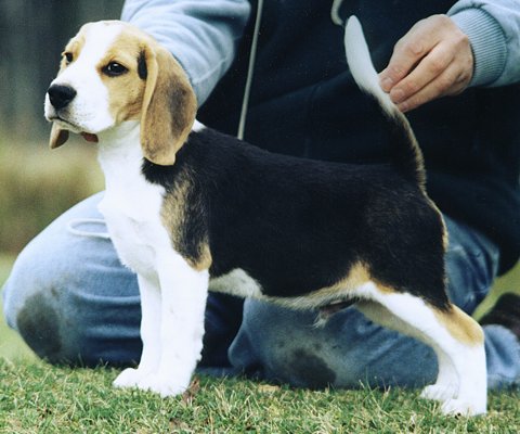 Can. Am. Ch. Shillington Subwofer - Woofie, as a 4 month old puppy