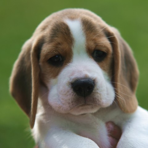 Shillington Kennels - Available Beagle Puppies